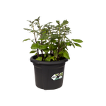 green basics pot de pommes de terre 33cm living noir